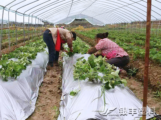 河南省漯河市草莓專用膜典型案例