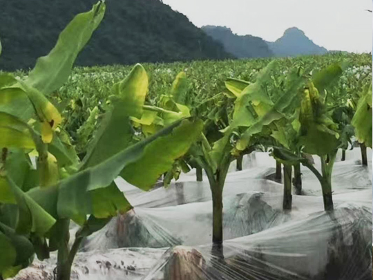 山東日照嵐山區(qū)種植農(nóng)作物農(nóng)膜使用